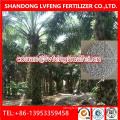 Compound Granular Fertilizer NPK15-15-10+TE Special for Seedling Oil Palm